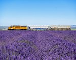 GP38-3 1010 Rolling Past The Lavender